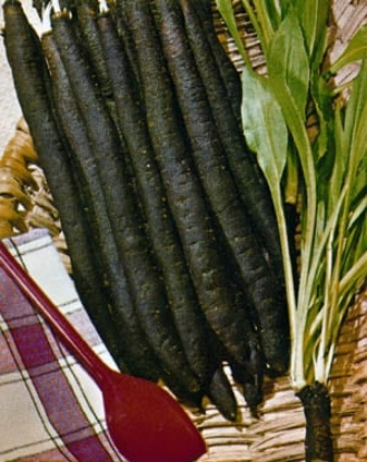 Picture of Scorzonera Duplex